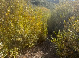 IMG_0741 2
