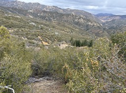 IMG_0781 2