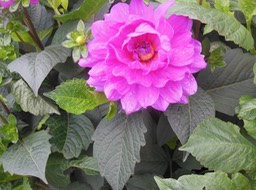 DSCN3263