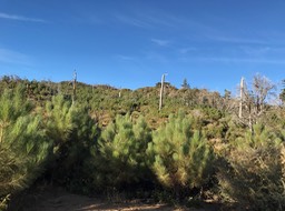 IMG_0881