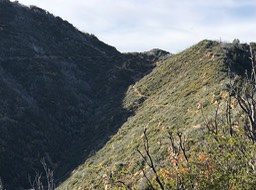 IMG_4217