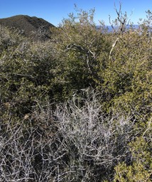 IMG_4848