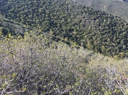 IMG_5115