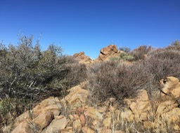IMG_6780