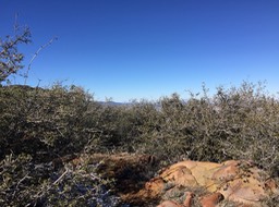 IMG_6785