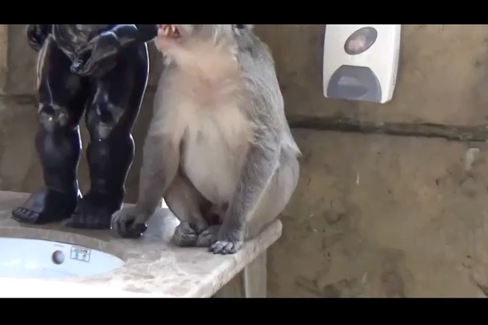 monkey_merge1