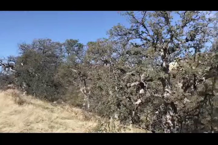 trees