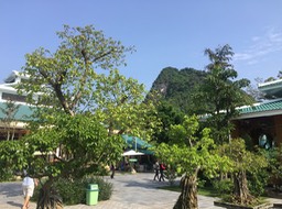 IMG_8930