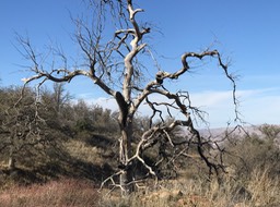 Bates Cyn_40