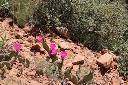 IMG_0868